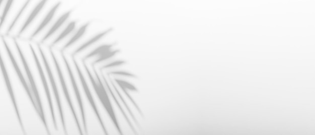 Sombra de palma em uma parede branca vazia Fundo de banner ensolarado tropical para apresentação de beleza