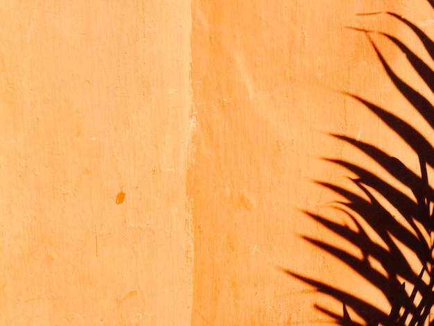 Foto sombra de planta na parede laranja