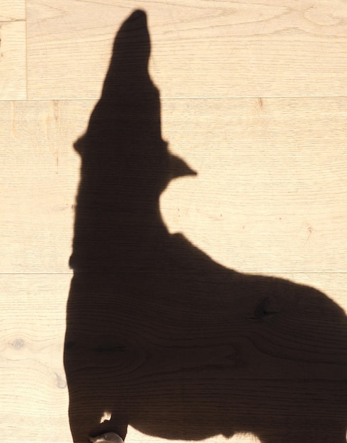 Foto sombra de uma pessoa na areia