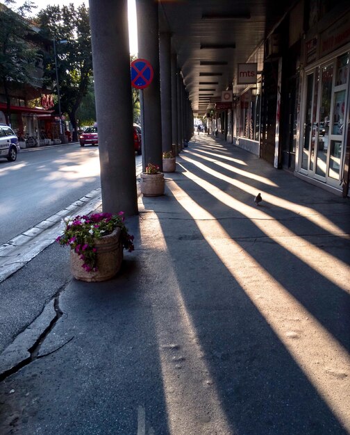 Foto sombra en la flor en la ciudad