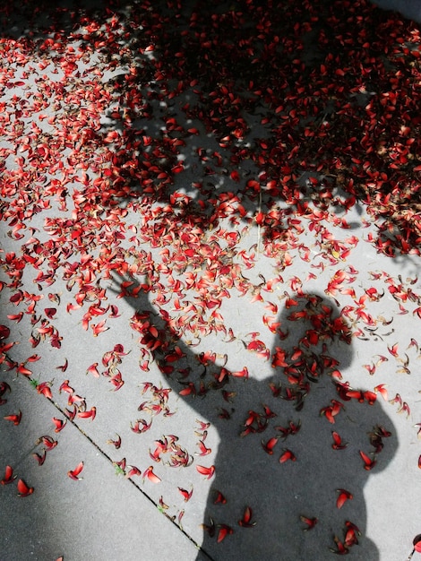 Foto la sombra de las flores