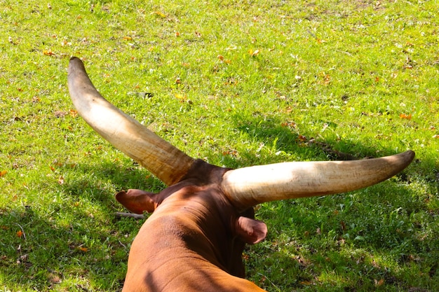 A la sombra de la hierba se encuentra un búfalo con grandes cuernos largos