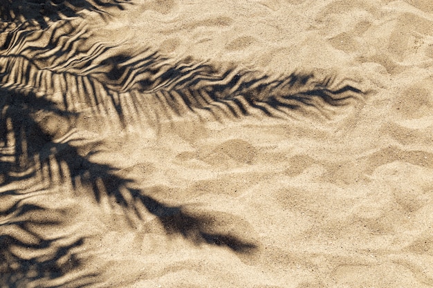 Sombra de una hoja de palma en la arena en un día soleado caliente.