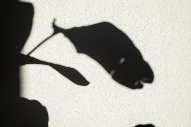 La sombra de una hoja de palma en una pared blanca