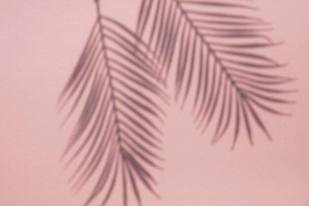 Sombra de hoja de palmera tropical sobre un fondo rosa pastel Diseño de verano