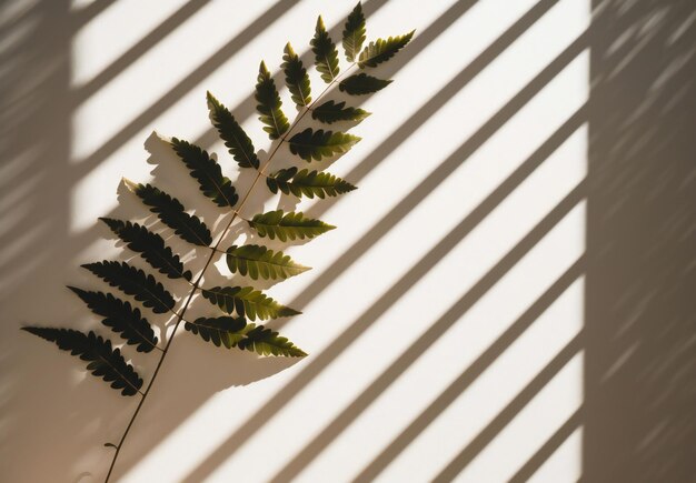 Una sombra de una hoja en una pared blanca con la palabra helecho.