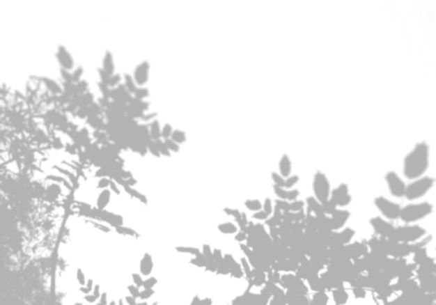 Foto la sombra de las hojas de un árbol en una pared blanca un árbol tropical imagen en blanco y negro para superposición de fotos o maqueta