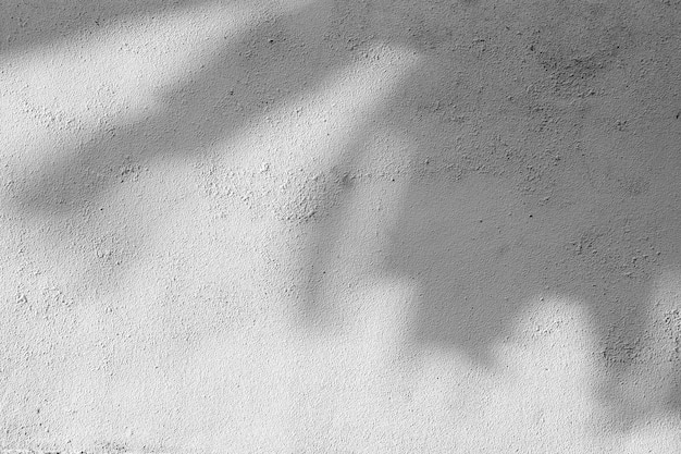 Sombra de las hojas en una pared blanca - monocromo