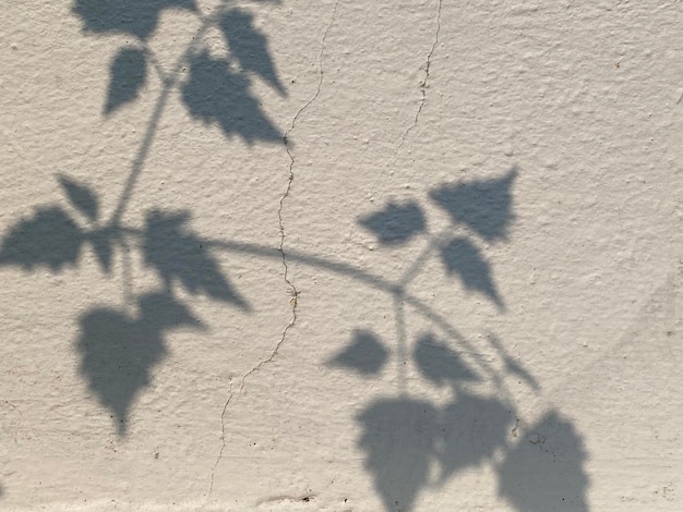 Una sombra de hojas en una pared.