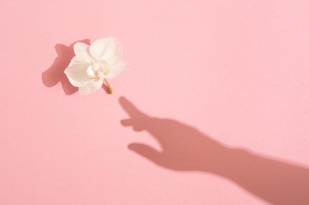 La sombra de la mano femenina toca una flor de orquídea sobre fondo rosa