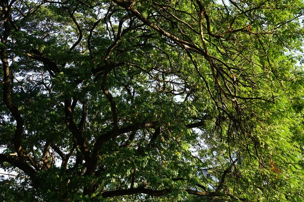 Bajo la sombra de muchas ramas de árboles grandes y altos.