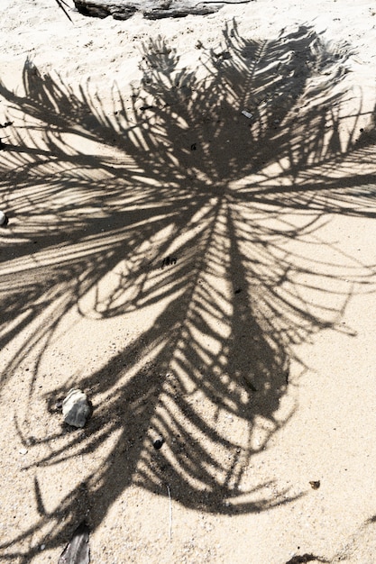 La sombra de una palmera en una playa de arena. Concepto de vacaciones junto al mar