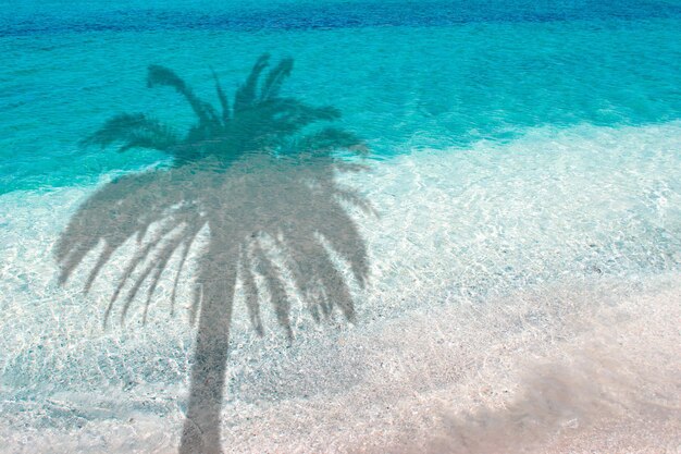 Sombra de palmeras sobre aguas turquesas en la playa