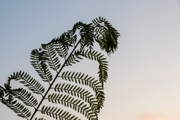 Sombra de la planta en el cielo colorido del atardecer, el fondo y la textura