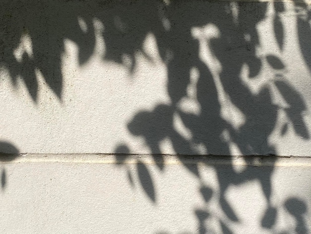 Sombra de una planta en una pared blanca