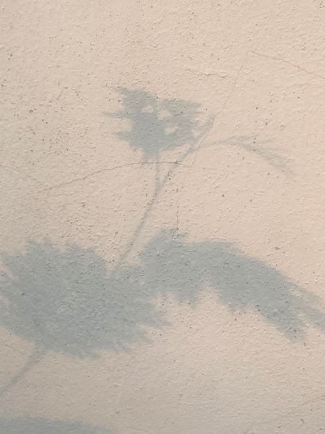 Una sombra de una planta en una pared.
