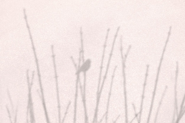 Sombra de la rama de un árbol seco con pájaro sobre fondo beige natural