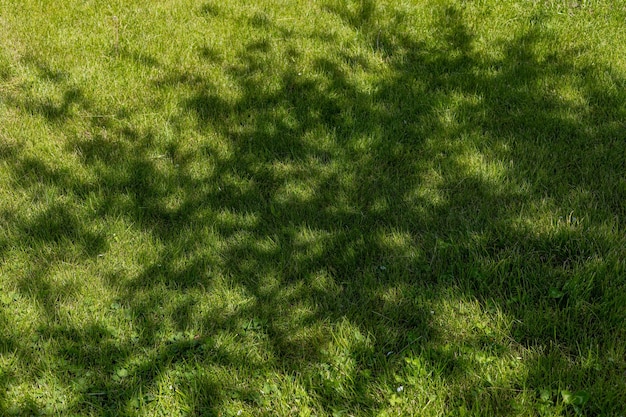 La sombra de las ramas de los árboles en el césped verde