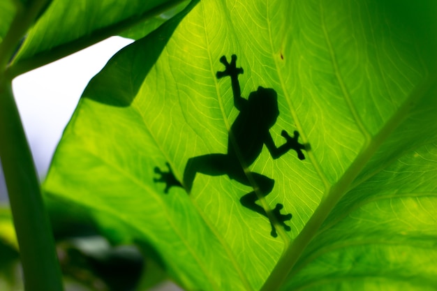 Sombra de una rana en una hoja verde