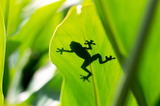 Sombra de una rana en una hoja verde