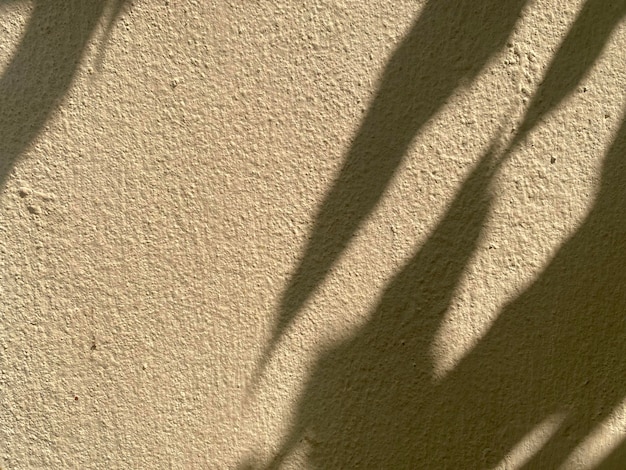 Una sombra vegetal en una pared con un fondo tostado.