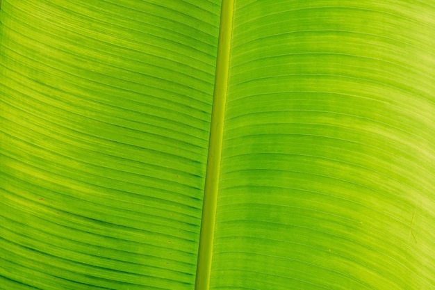 Sombra verde brilhante amarelo escuro Abstrato real natureza beleza fundo Macro vertical tropical folha de bananeira textura veia linha Símbolo livro aberto Excelência de vida Produto alimentar orgânico saudável para cozinheiro