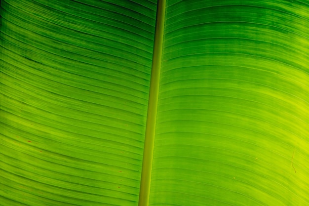 Foto sombra verde brilhante amarelo fundo de beleza da natureza real macro vertical tropical folha de bananeira textura veia linha símbolo livro aberto excelência de vida produto de alimentos orgânicos saudáveis para cozinheiro