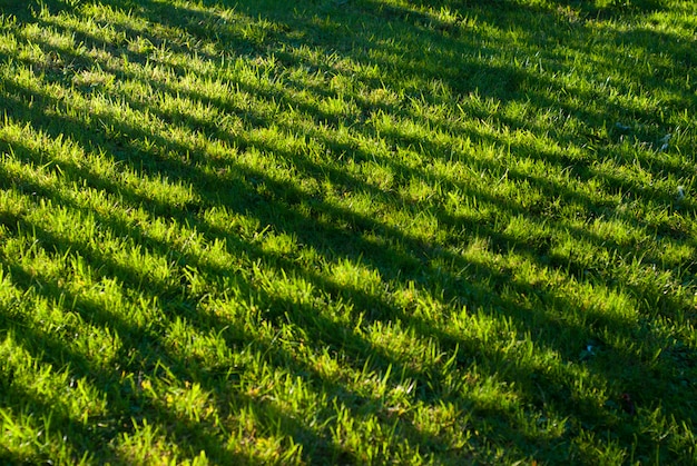 Sombras bonitas na grama do jardim em casa. luz do sol.