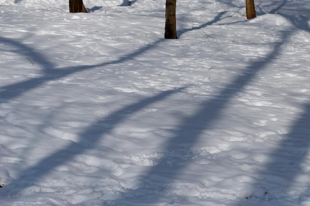 Sombras de árvores na neve em uma manhã ensolarada de janeiro. Região de Moscow. Rússia