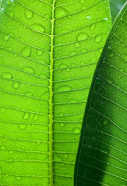 Sombras de ramos de folhas verdes