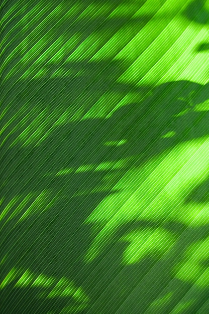 Sombras de ramos de folhas verdes.