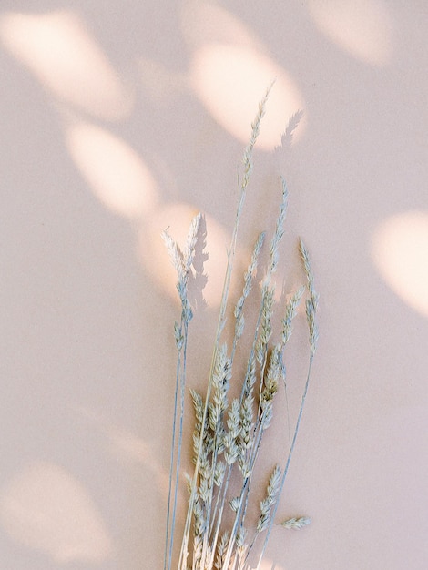 Sombras de trigo e luz solar na parede bege. Papel de parede mínimo estético. Composição de fundo de plantas florais de outono de verão