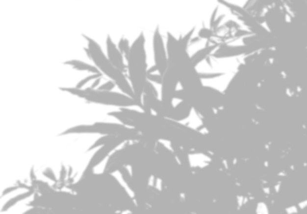 Sombras de fondo de verano de hojas de peonía en una pared blanca fondo blanco y negro para superponer