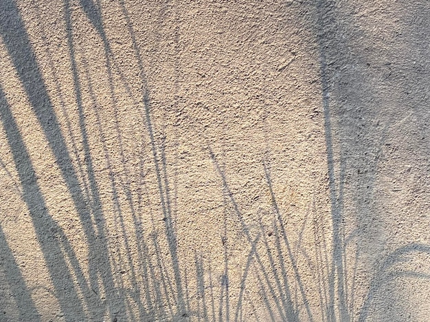 Sombras de hierba en una pared.
