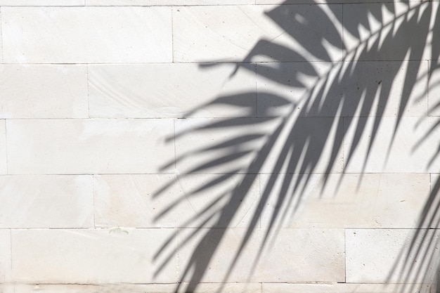 Sombras de hojas de palma tropical sobre fondo texturizado de pared blanca