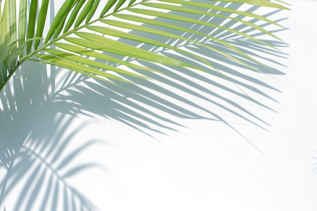 Sombras de hojas de palmeras tropicales sobre fondo de textura de pared blanca. Concepto de moda de verano.
