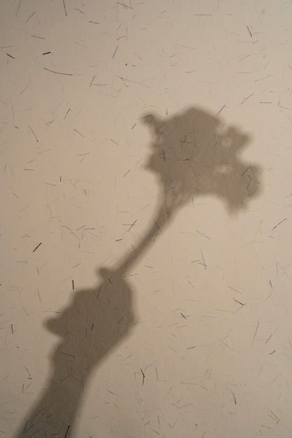 Foto sombras naturais e abstratas