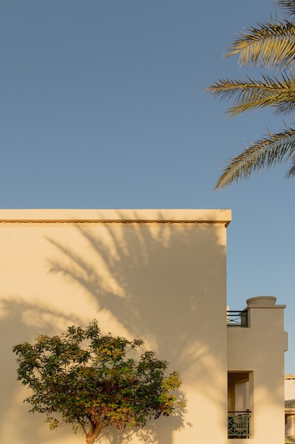 Sombras de palmeras en las paredes claras de un edificio en un país cálido