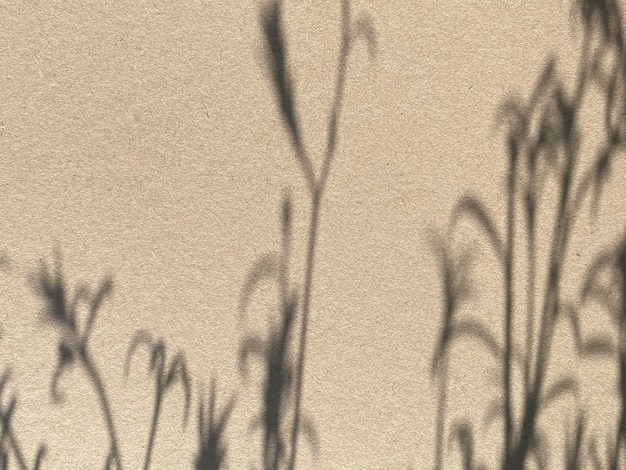 Sombras de plantas en una pared del jardín.