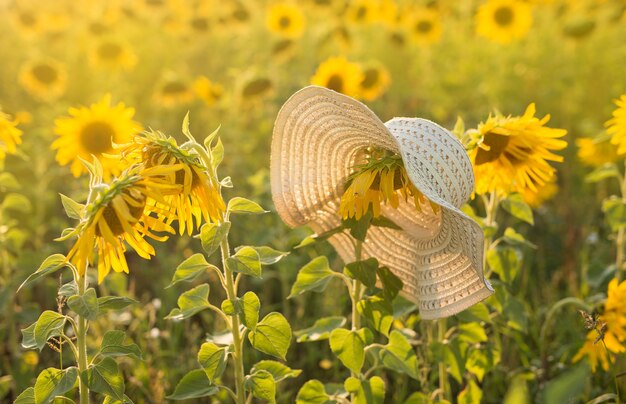 Un sombrero de mimbre cuelga de un girasol