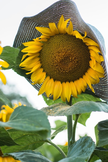 Sombrero de mujer en un girasol.