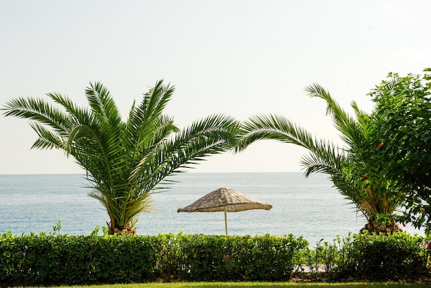 Sombrilla de palmera y el mar