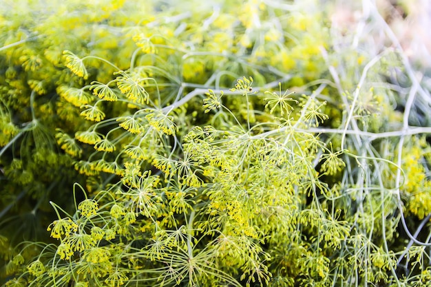 Sombrillas de eneldo fragantes verdes frescas en invernadero. Las plantas de jardín se cierran.