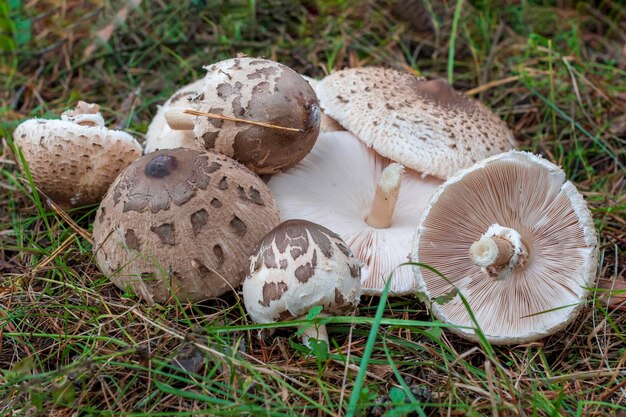 Las sombrillas de setas yacen en la hierba fresca closeupMacrolepiota procera