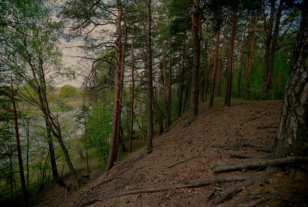 Sombrío bosque de pinos oscuros con montículos