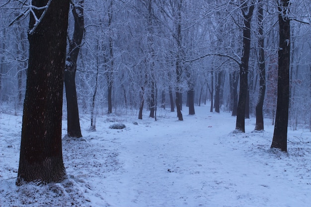 Sombrío día de invierno en el bosque