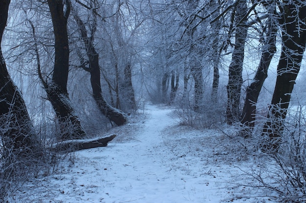 Sombrío día de invierno en el bosque