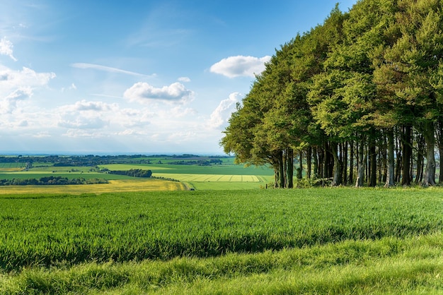 Sommer auf Hackpen Hill