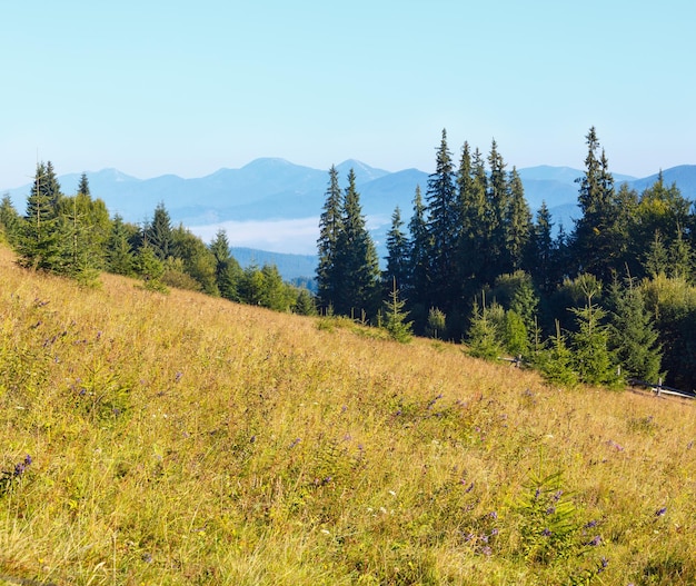 Sommer Bergblick (Karpaten, Kryvopillja, Bezirk Werchowyna, Region Iwano-Frankiwsk, Ukraine).