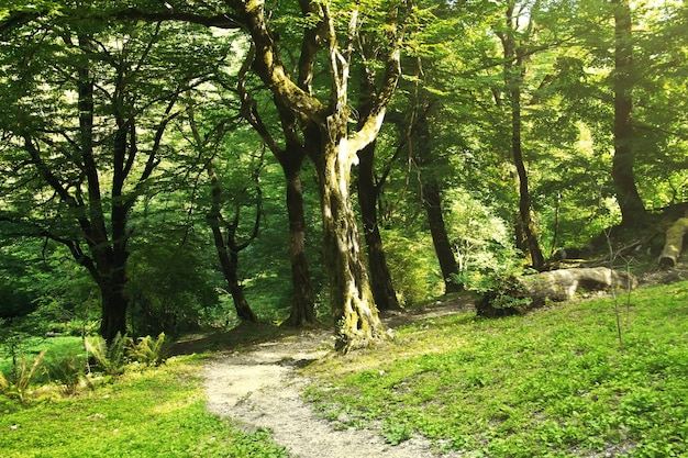 Sommer Bergwald. Grotte von St. Simon der Kanaaniter. Neu-Athos, Republik Abchasien.